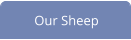Our Sheep